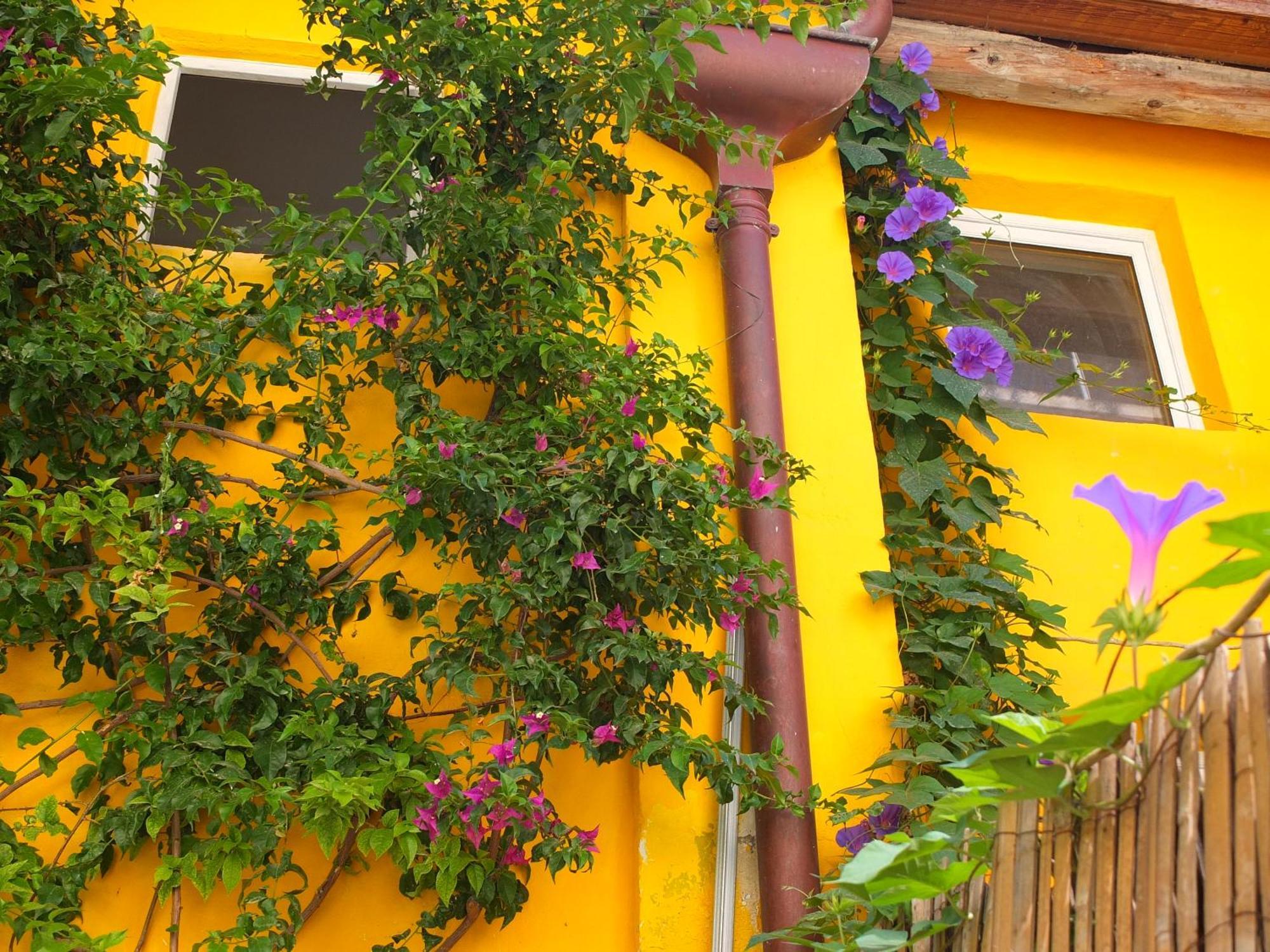 La Maison Jaune Sète Rum bild
